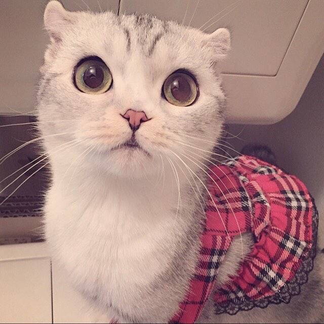 狗狗可以用滴露？揭秘宠物护理小秘密